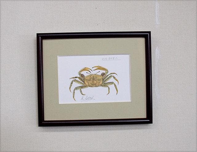 生物細密画（水彩）「ヤマトオサガニ」