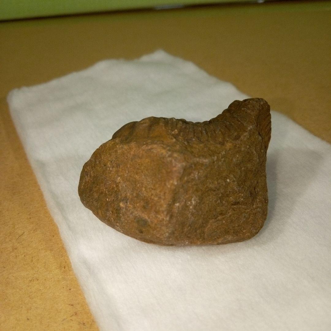 三葉虫　化石　三葉虫化石　究極のレトロ　fossil　ボリビア産　化石管理番号③