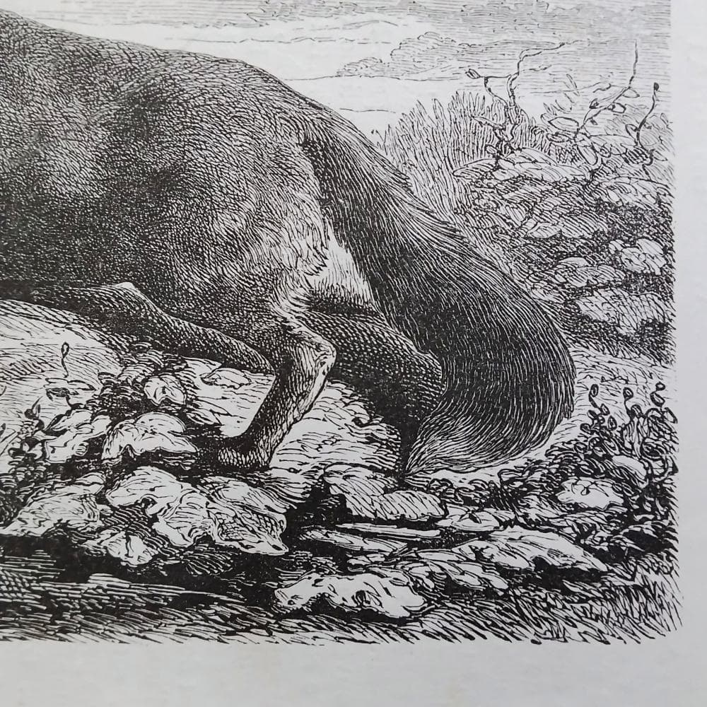 キツネの図版　フランス　アンティーク　版画　1880年　動物　博物画　額縁