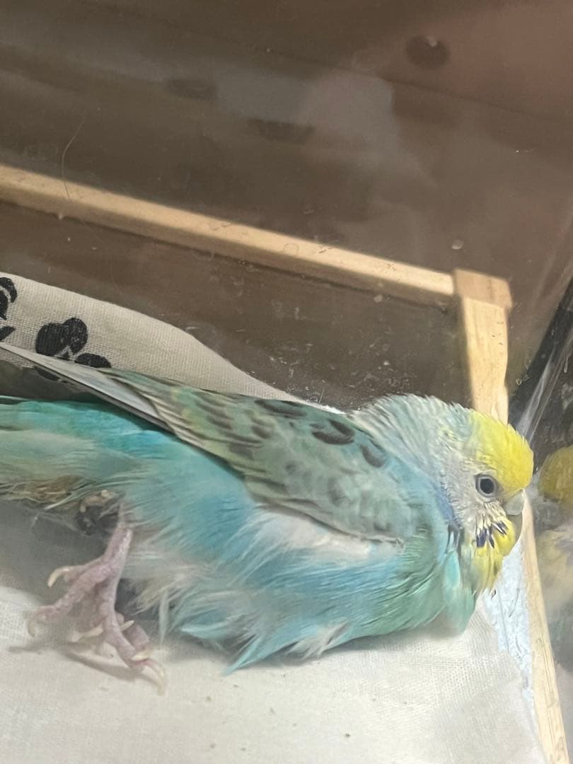 ハッピーびよ