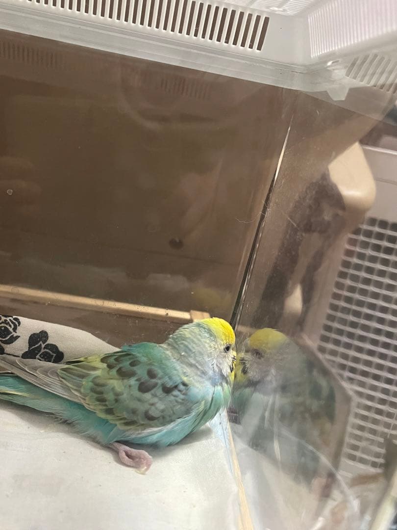 ハッピーびよ