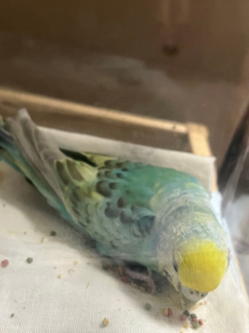 ハッピーびよ