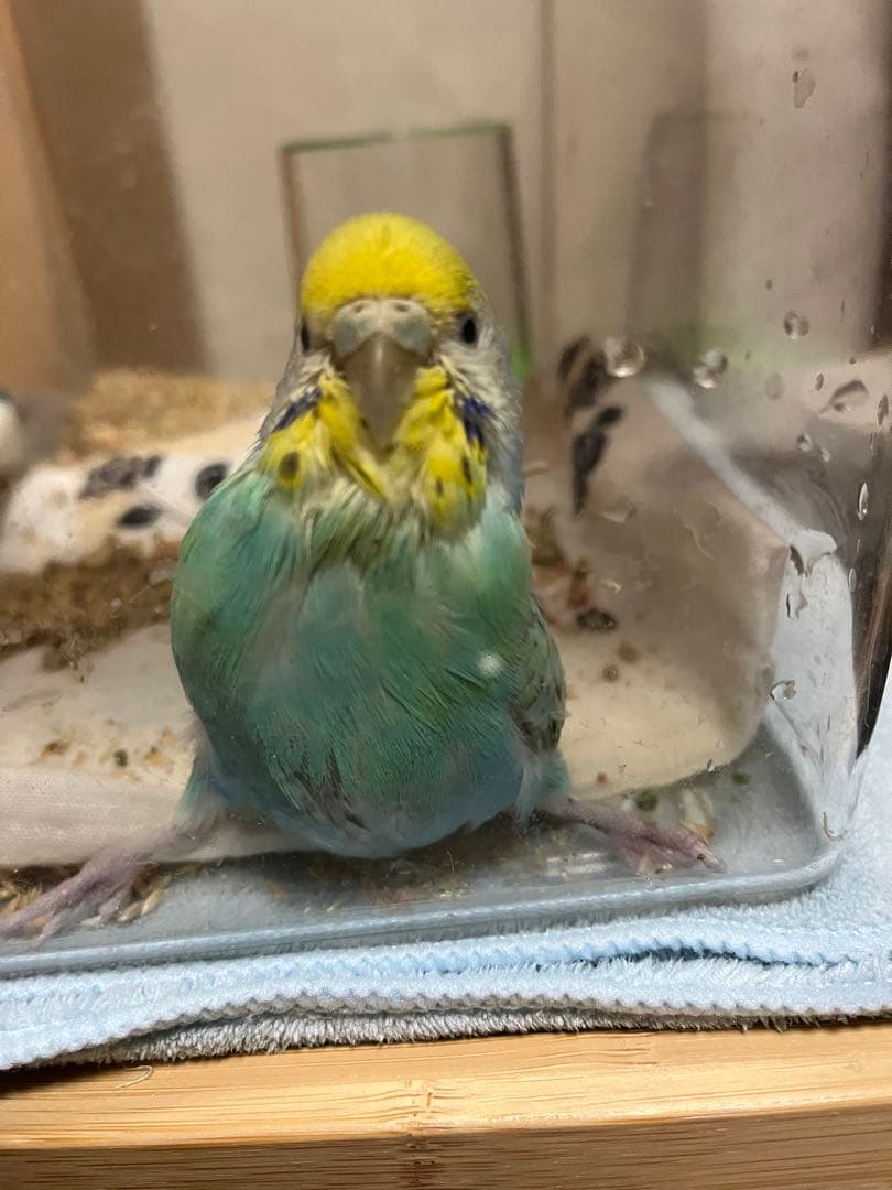 ハッピーびよ