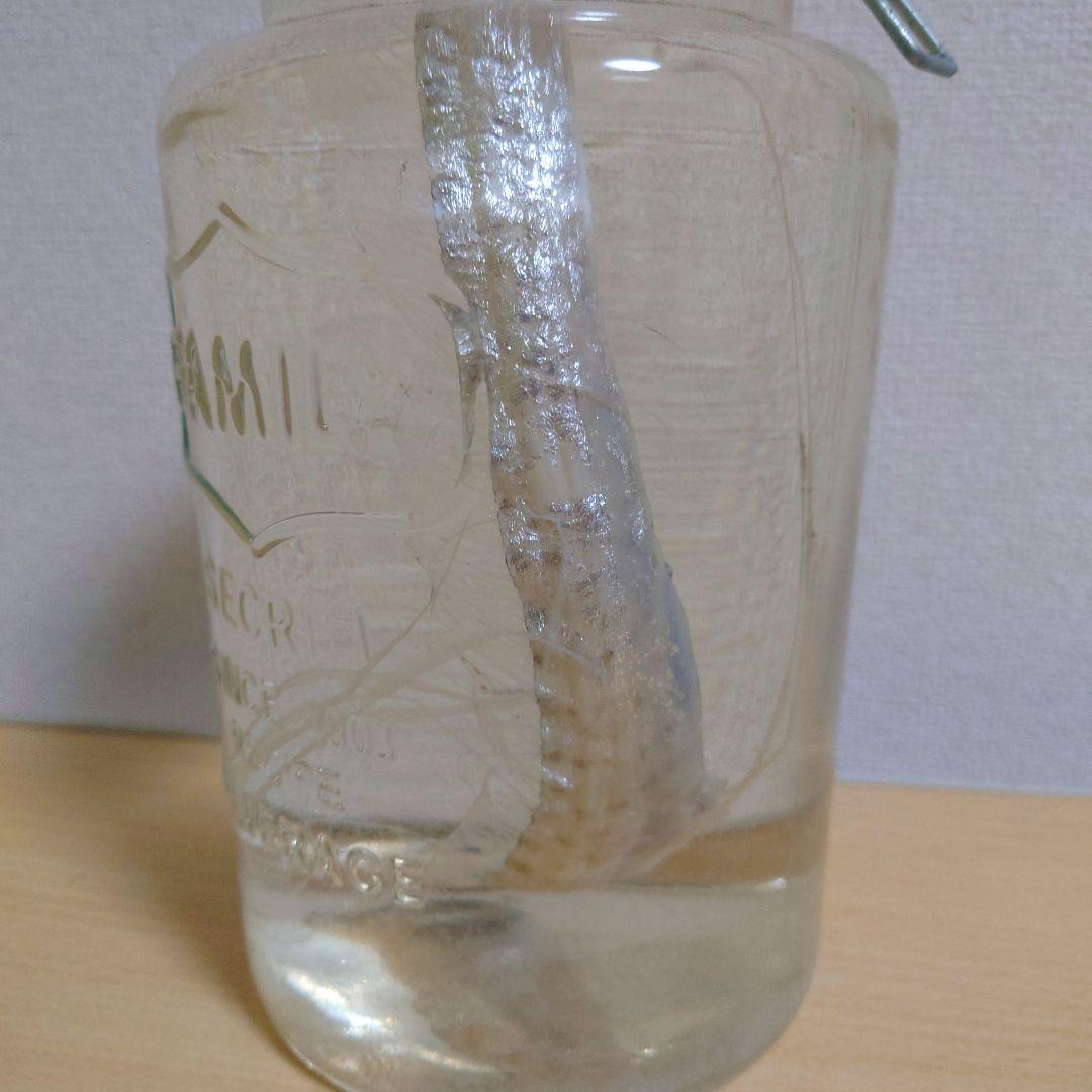 【激レア】リュウグウノツカイ 液浸標本