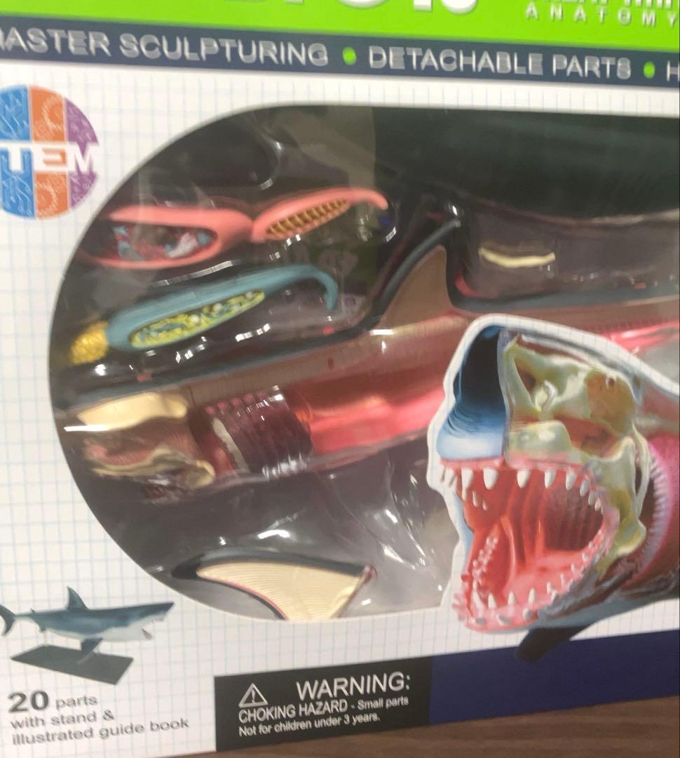 4Dビジョン ホホジロザメ 解剖モデル Great White Shark