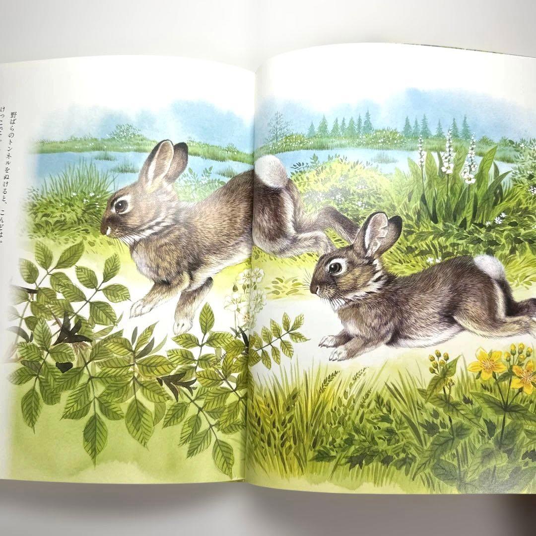 【2点購入150円引】ぎざ耳うさぎの冒険 : シートン動物記
