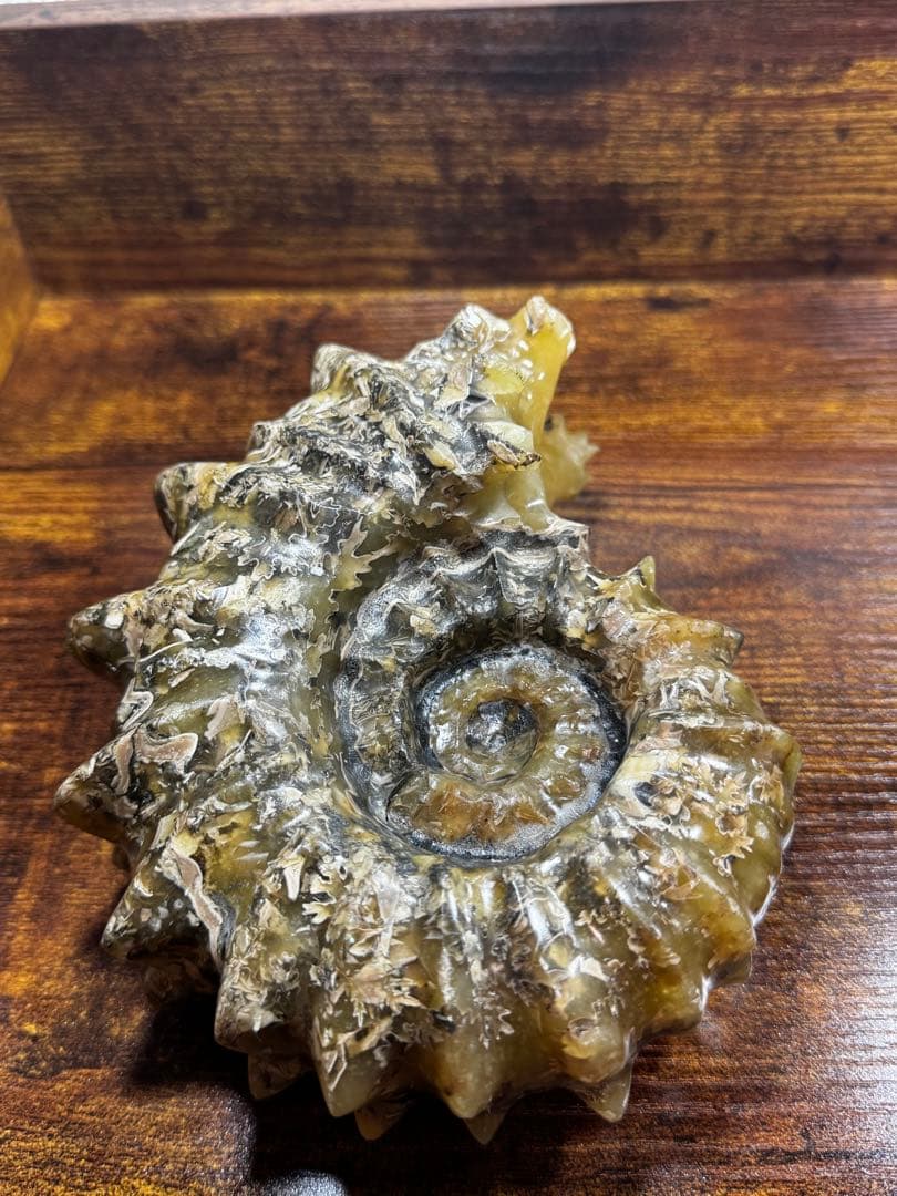 マダガスカル産 アンモナイト 化石 鉱物標本