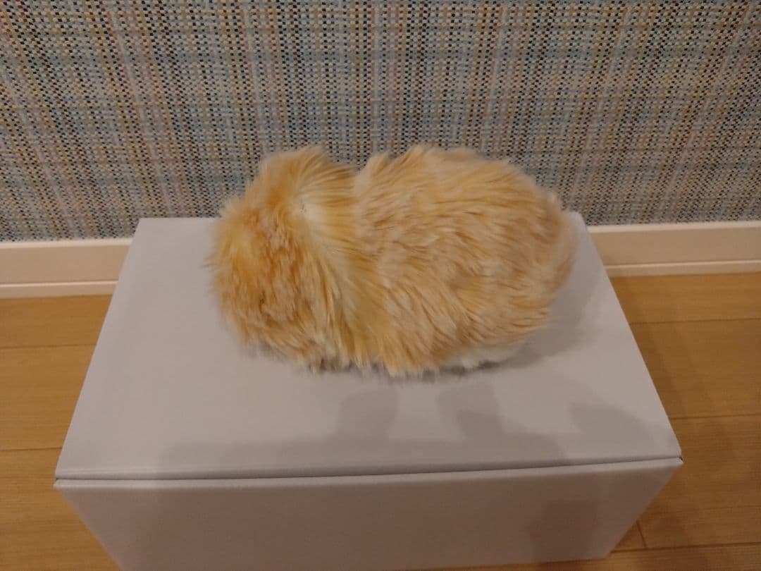 専用 中古モフリン（2ヶ月使用）