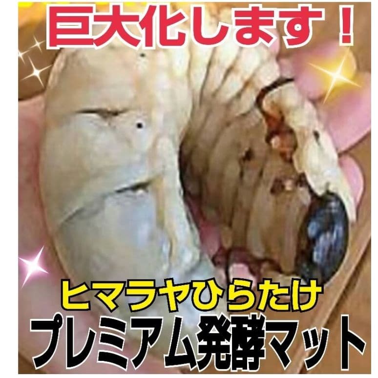 外国産カブトムシに抜群！特選☆プレミアム3次発酵マット【5袋】幼虫の餌、産卵に！