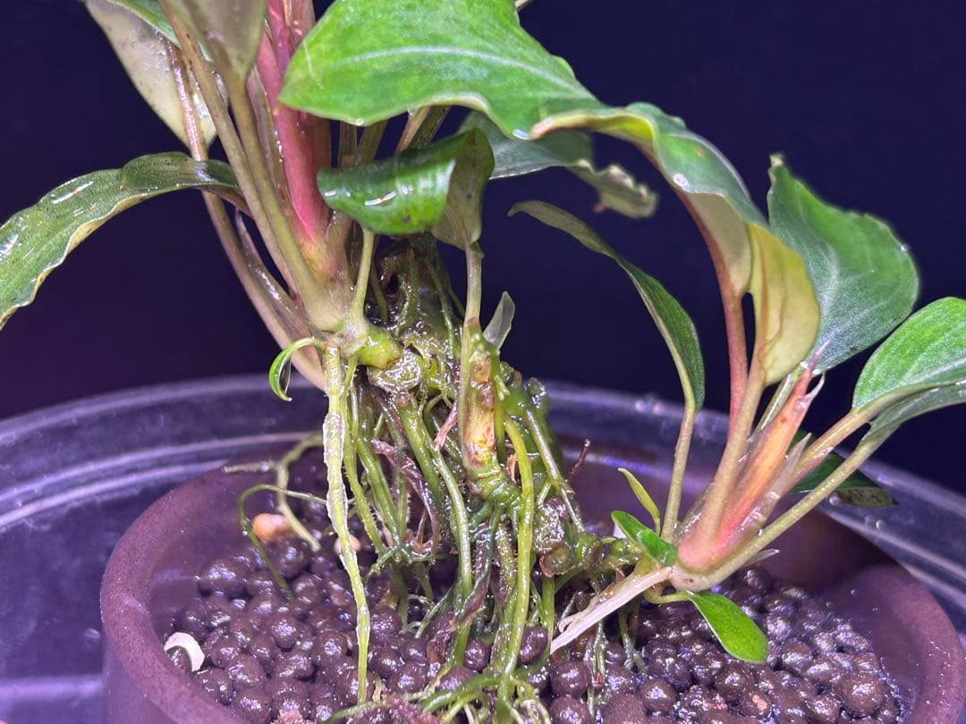 【TB便】Bucephalandra sp.Pearl gray 群生水上育成株
