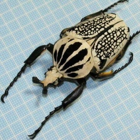 大型 コンゴ産 オリエンタリス ゴライアス