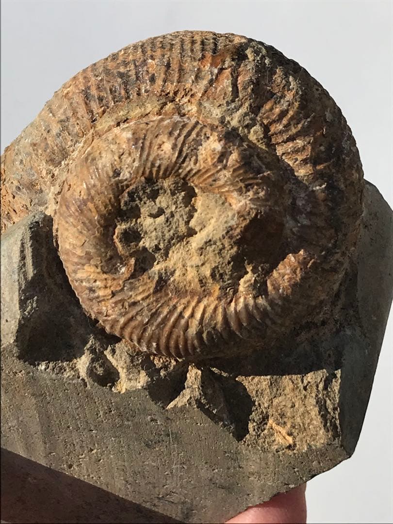 【限定価格】マダガスカル産　異常巻きアンモナイト化石（ノストセラス）　母岩付き