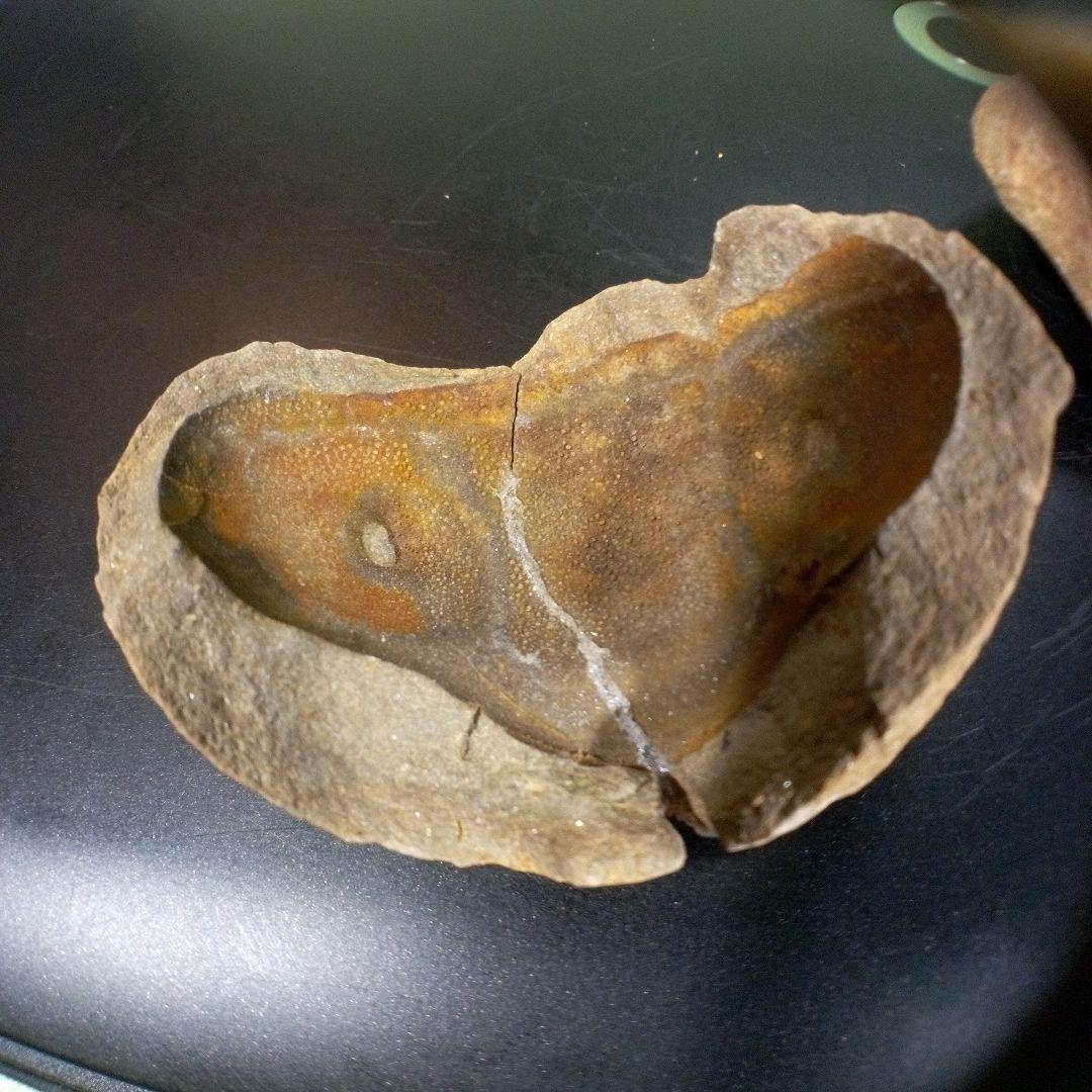 三葉虫　化石　fossil　ボリビア産　trilobite　ノジュール管理③