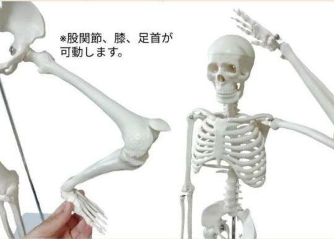 人体骨格模型　85cm　1/2サイズ