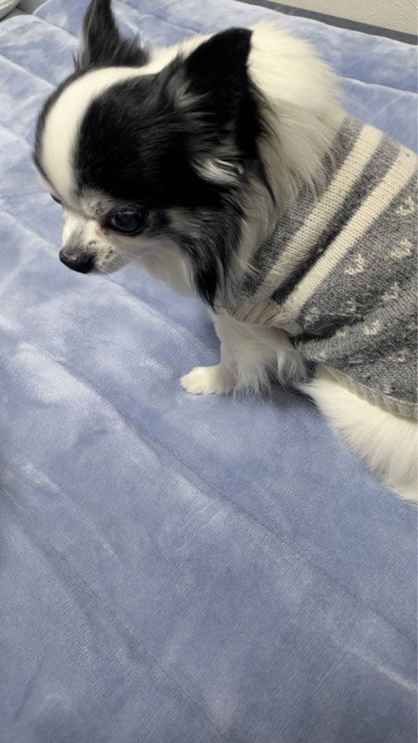 オーダー用