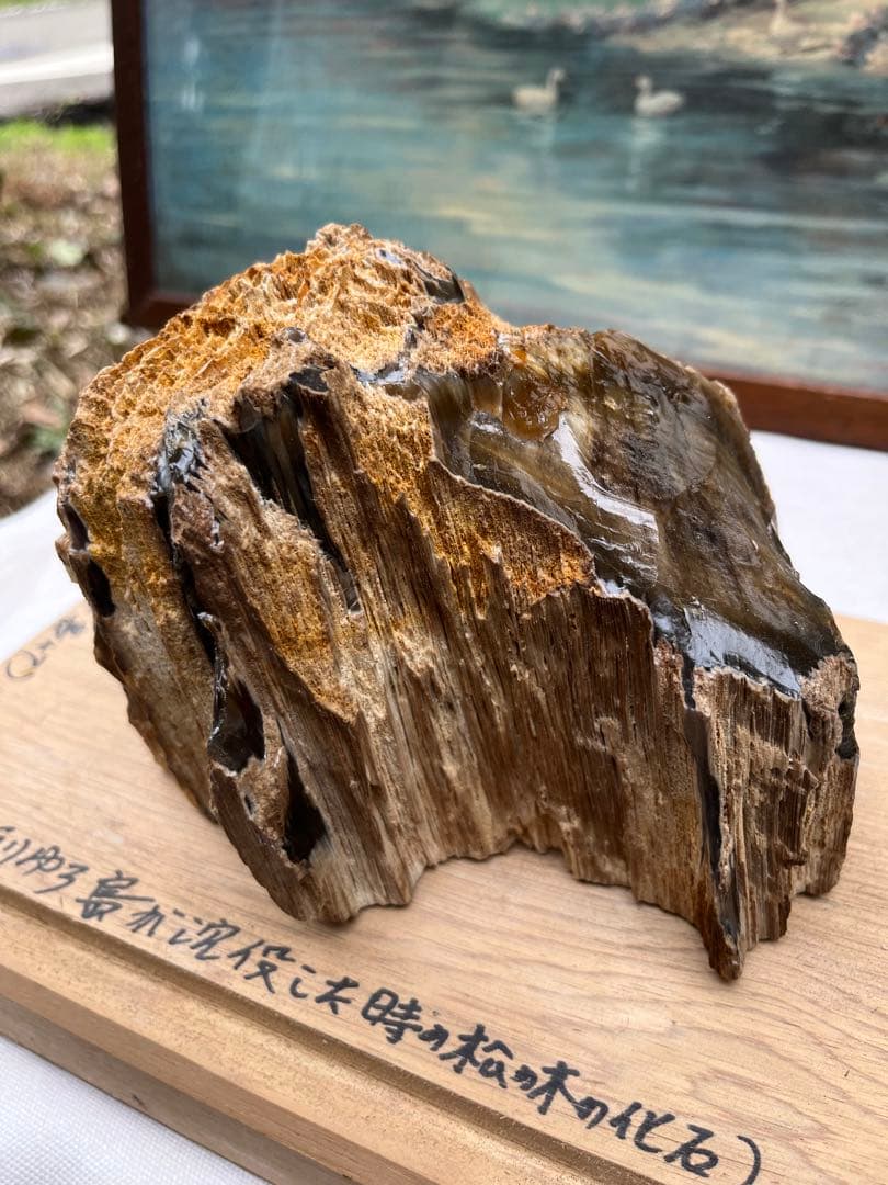 松の木の化石