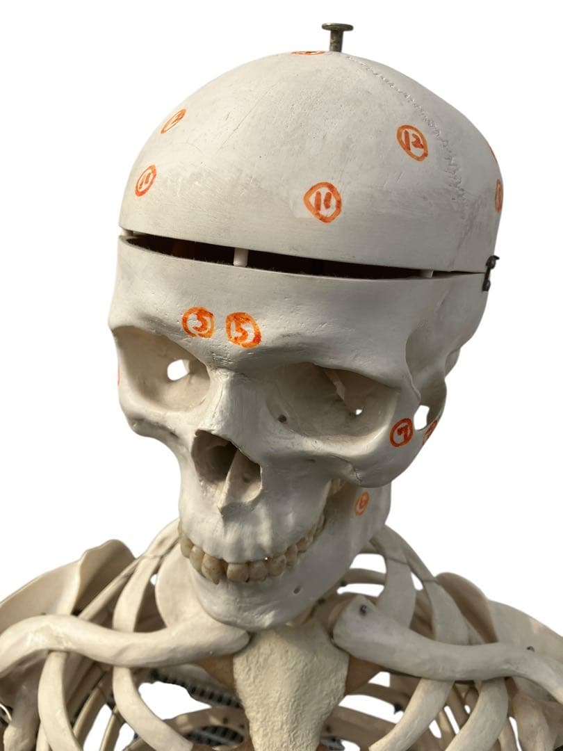 3B Scientific 人体骨格模型 約170cm 全身骨格 キャスター付き