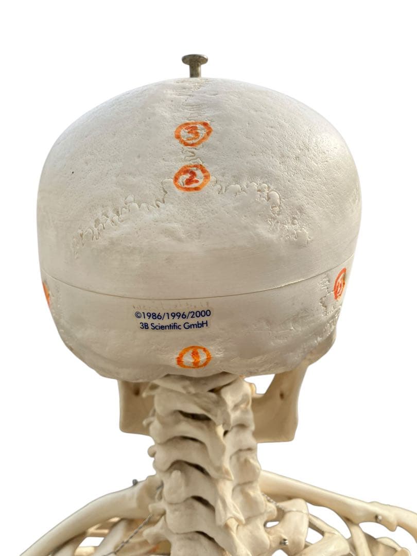 3B Scientific 人体骨格模型 約170cm 全身骨格 キャスター付き