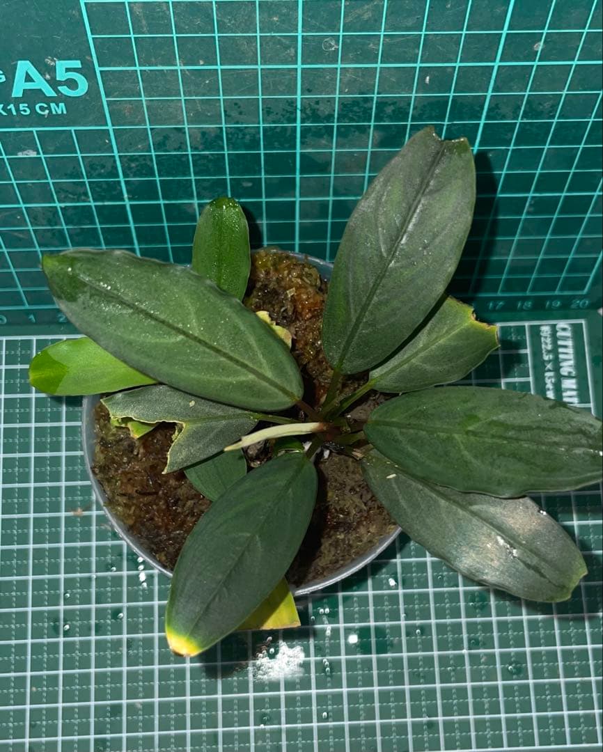 水草 Bucephalandra sp.Pearl gray TB