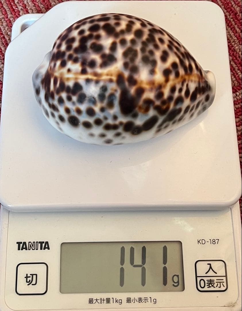 タカラガイ（ハワイホシダカラ？）2個セット　インテリアに