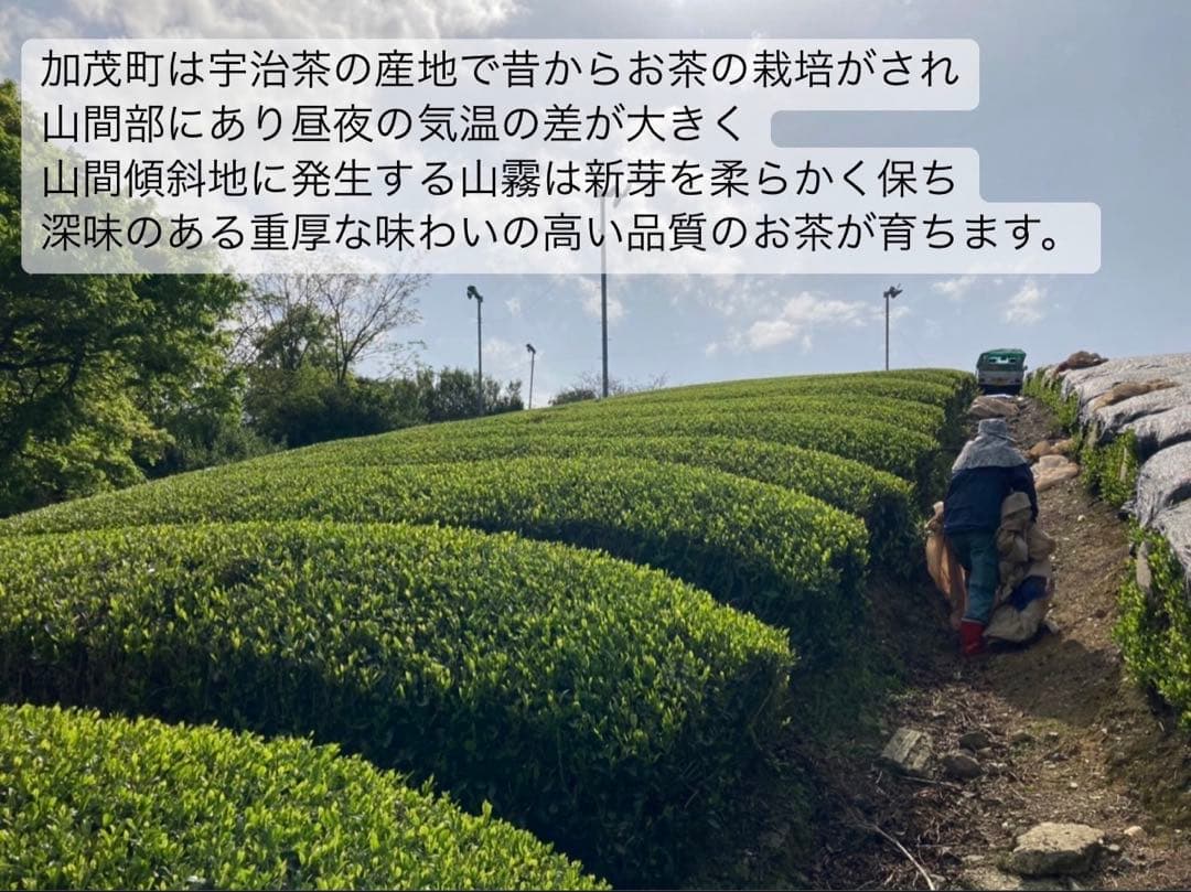 ＊1月のお茶＊5種類飲み比べセット(計20個入り＋ラテ40杯分)