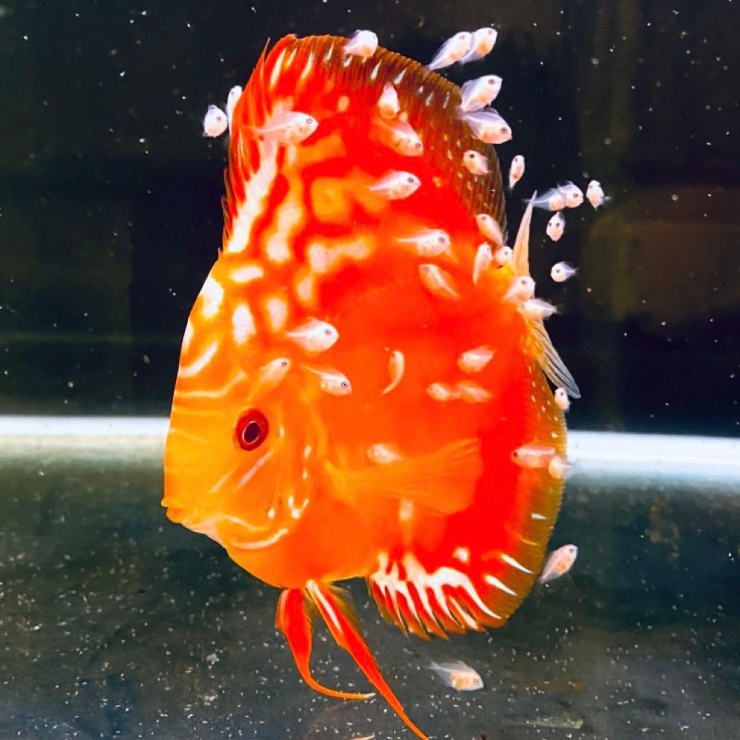 60cmワイド水槽×水槽台×照明　その他