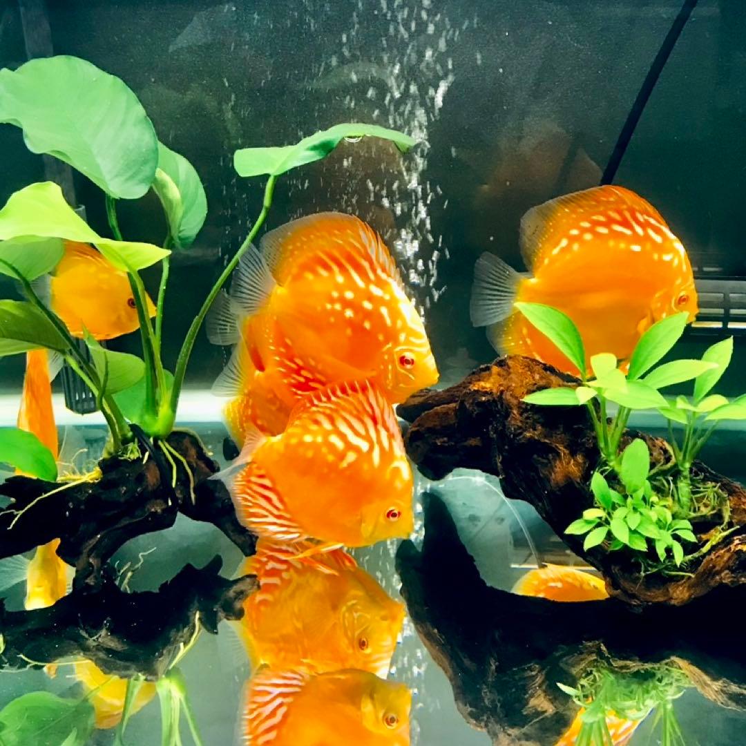 60cmワイド水槽×水槽台×照明　その他