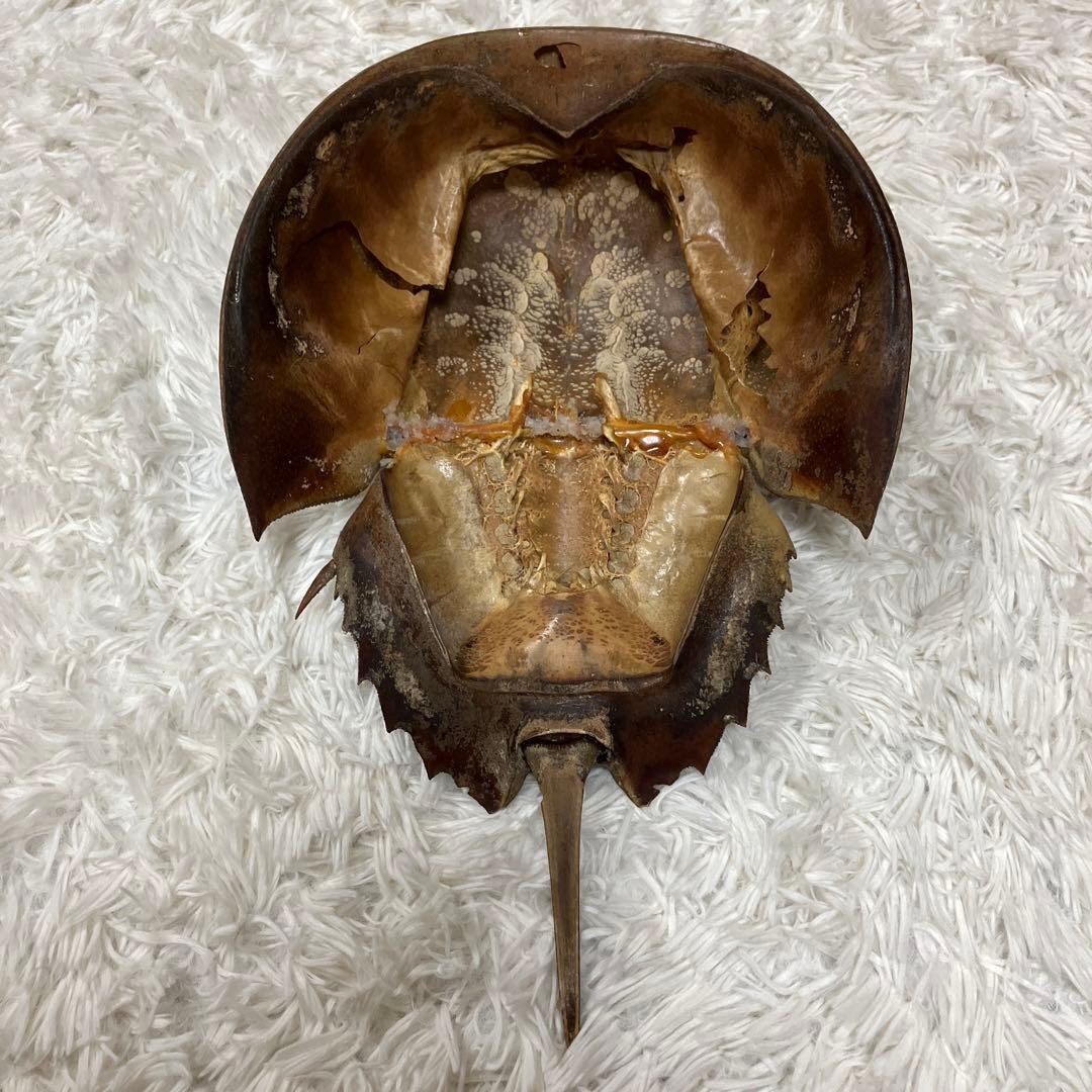 アメリカ カブトガニの本物剥製