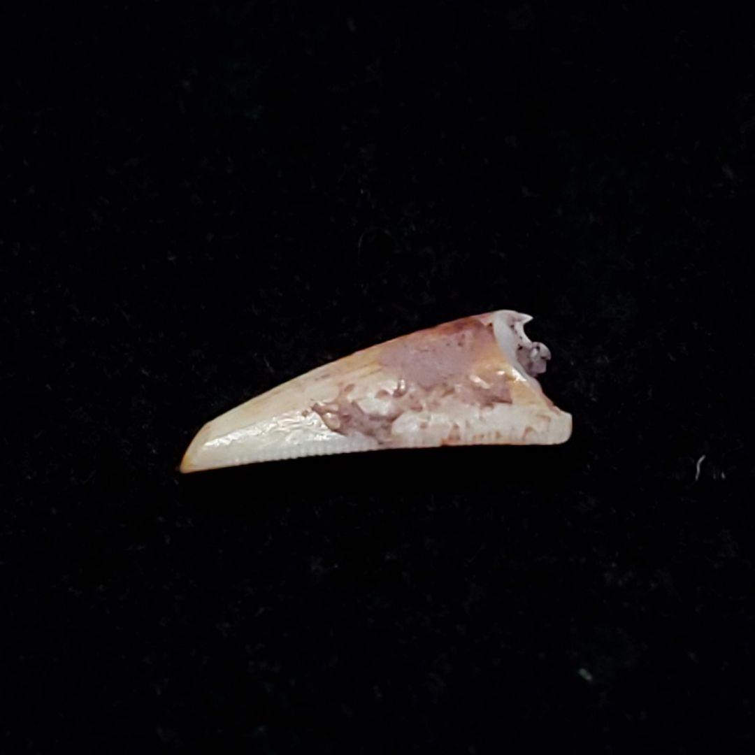 希少 コエロフィシス 化石 歯 恐竜 本物  7.15mm fr81