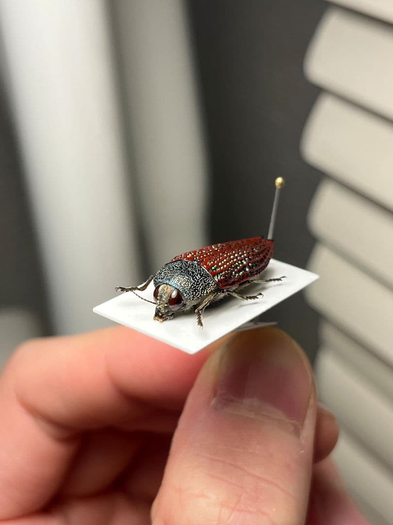 【23mm】キラキラアラメムカシタマムシ 昆虫標本 標本 甲虫 カミキリ