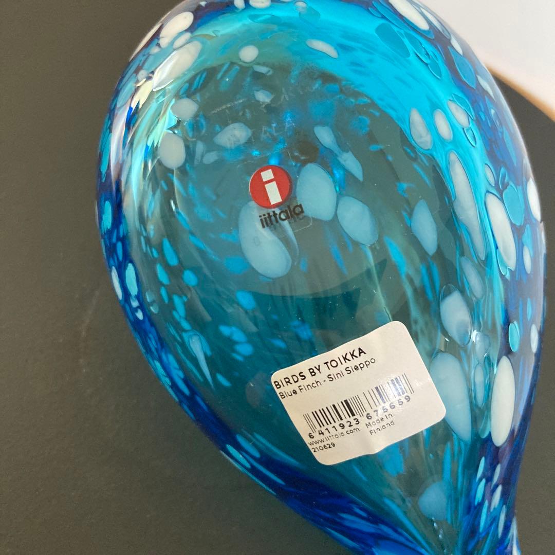 イッタラバード　ブルーフィンチ　blue finch ③