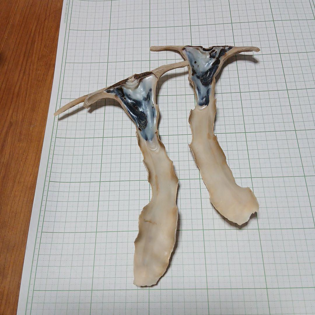 シュモクガキ