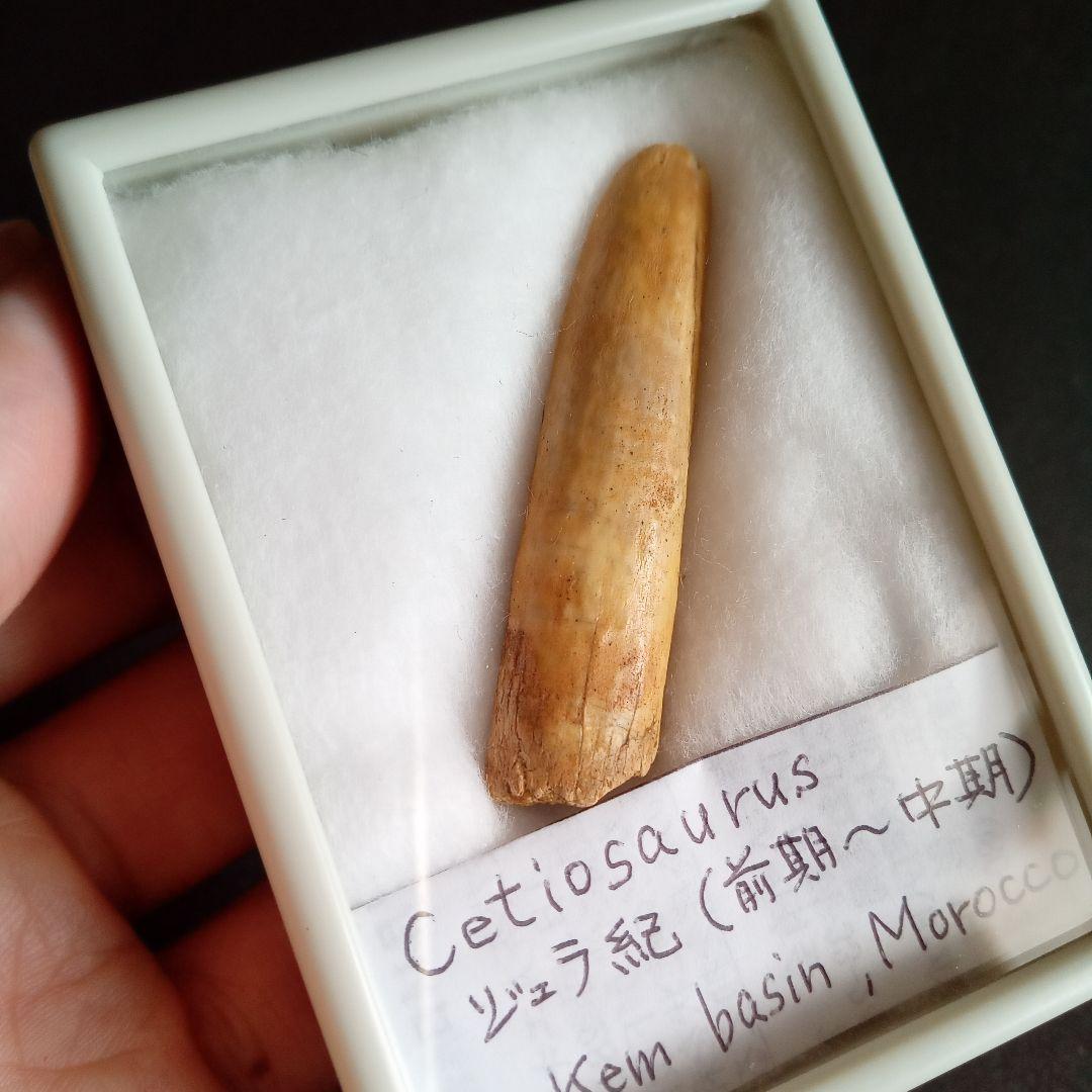 ジュラ紀 (前期〜中期)　大型草食恐竜　アフリカ大陸　竜脚類　特大歯化石