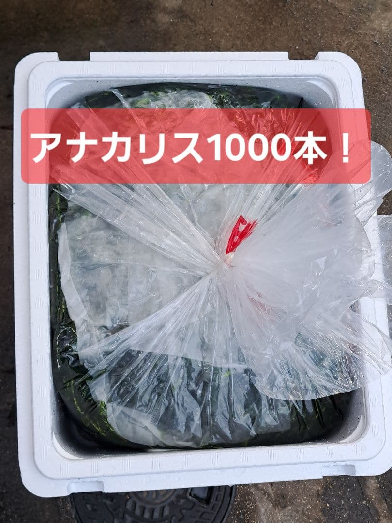 【1000本】天然 アナカリス