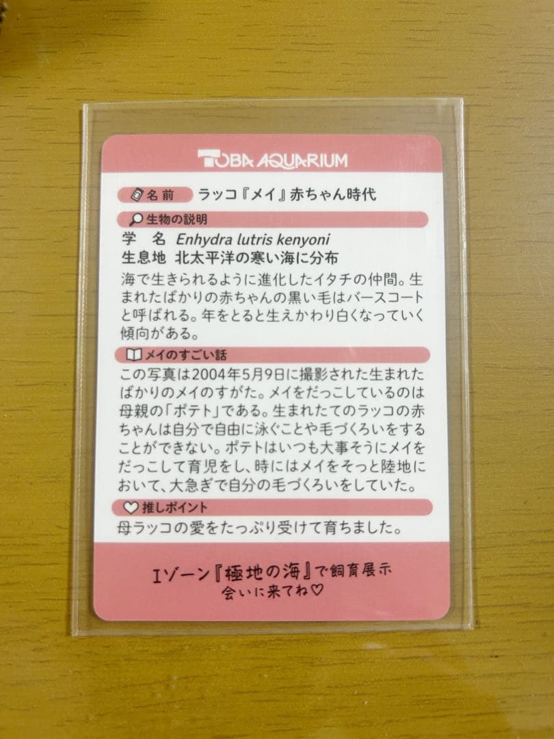 鳥羽水族館 メイ コレクションカード レア