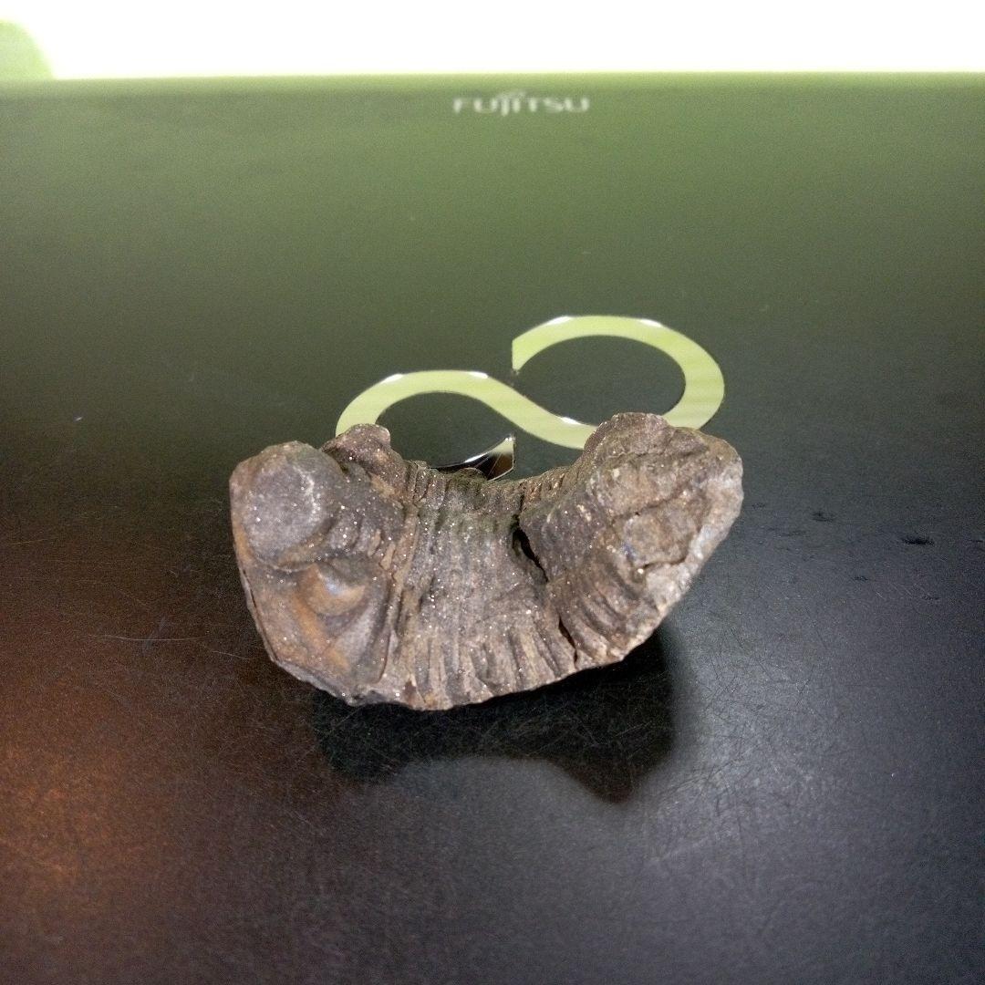 三葉虫　化石　ボリビア産　南アメリカ　trilobite　南米産fossil①