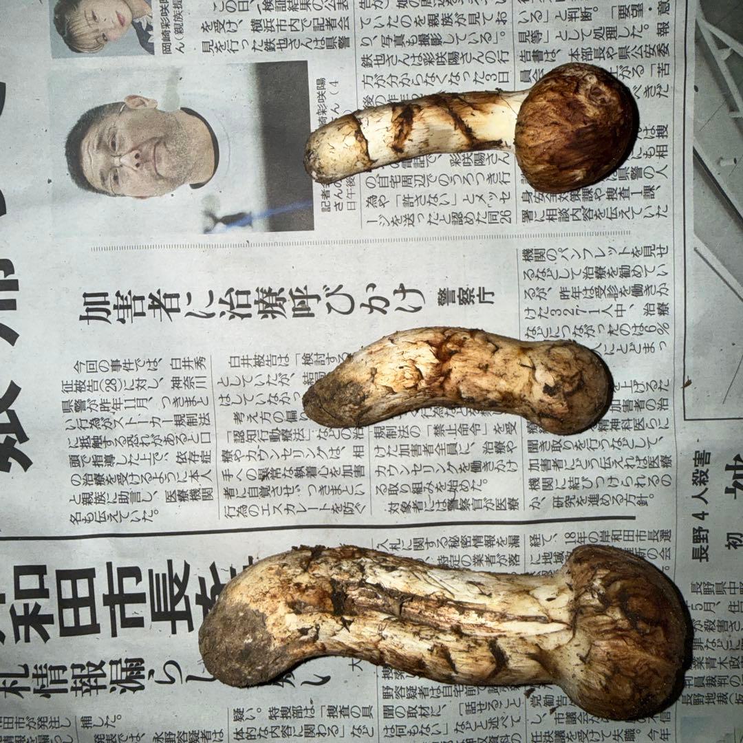 長野県産松茸