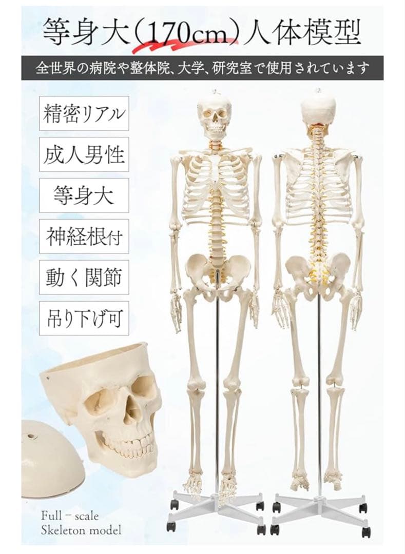 人体模型 可動関節 等身大 骨格模型 キャスター付 神経根付　26セ332