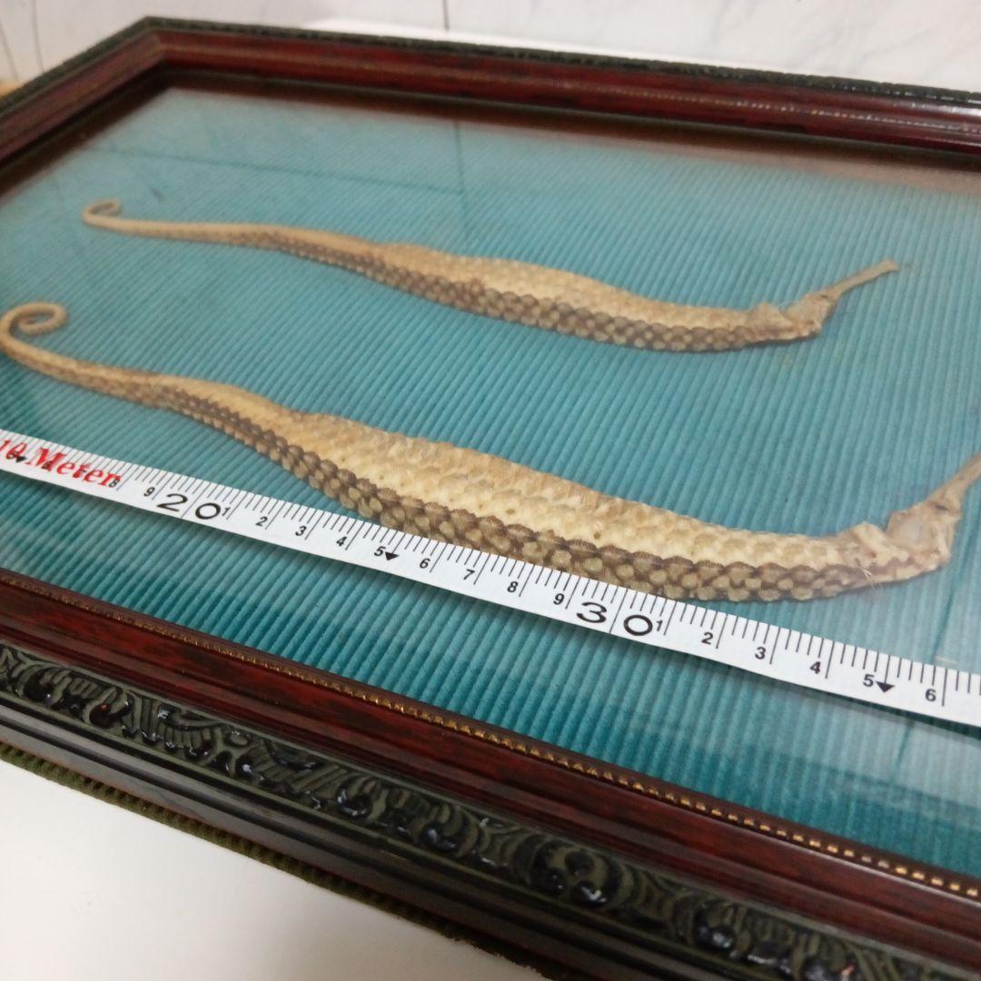 大珍品稀少レア昭和戦前後〜３０年代頃タツノオトシゴ縁起物大型個体標本額装当時物