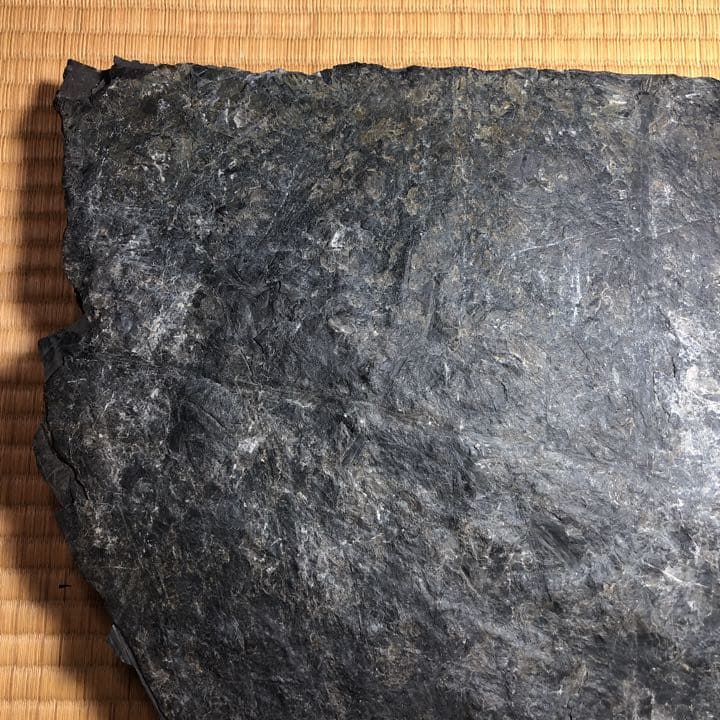 シダ類化石