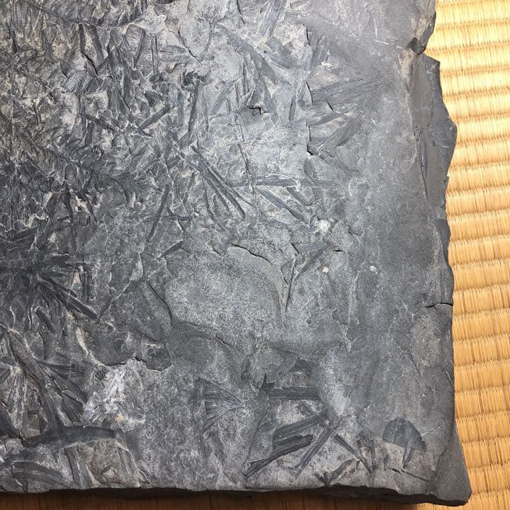 シダ類化石