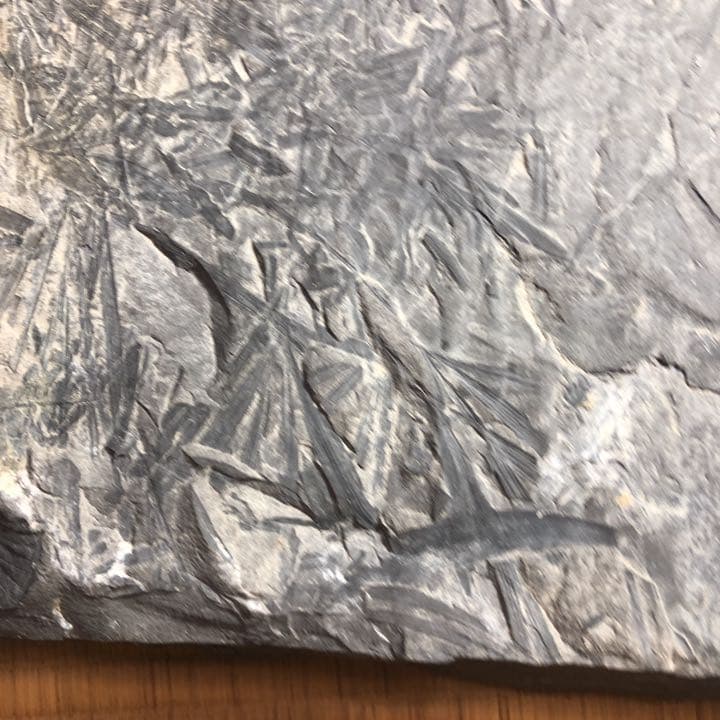 シダ類化石