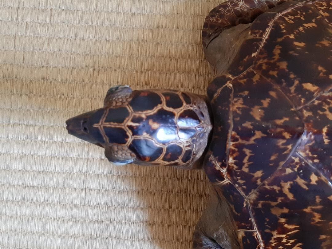 タイマイ　ウミガメ　剥製　大小2個体セット　国際希少野生動植物種登録票付き