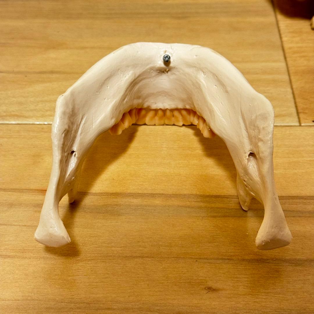 3B Scientific GmbH 頭蓋骨 模型 医学 骨標本