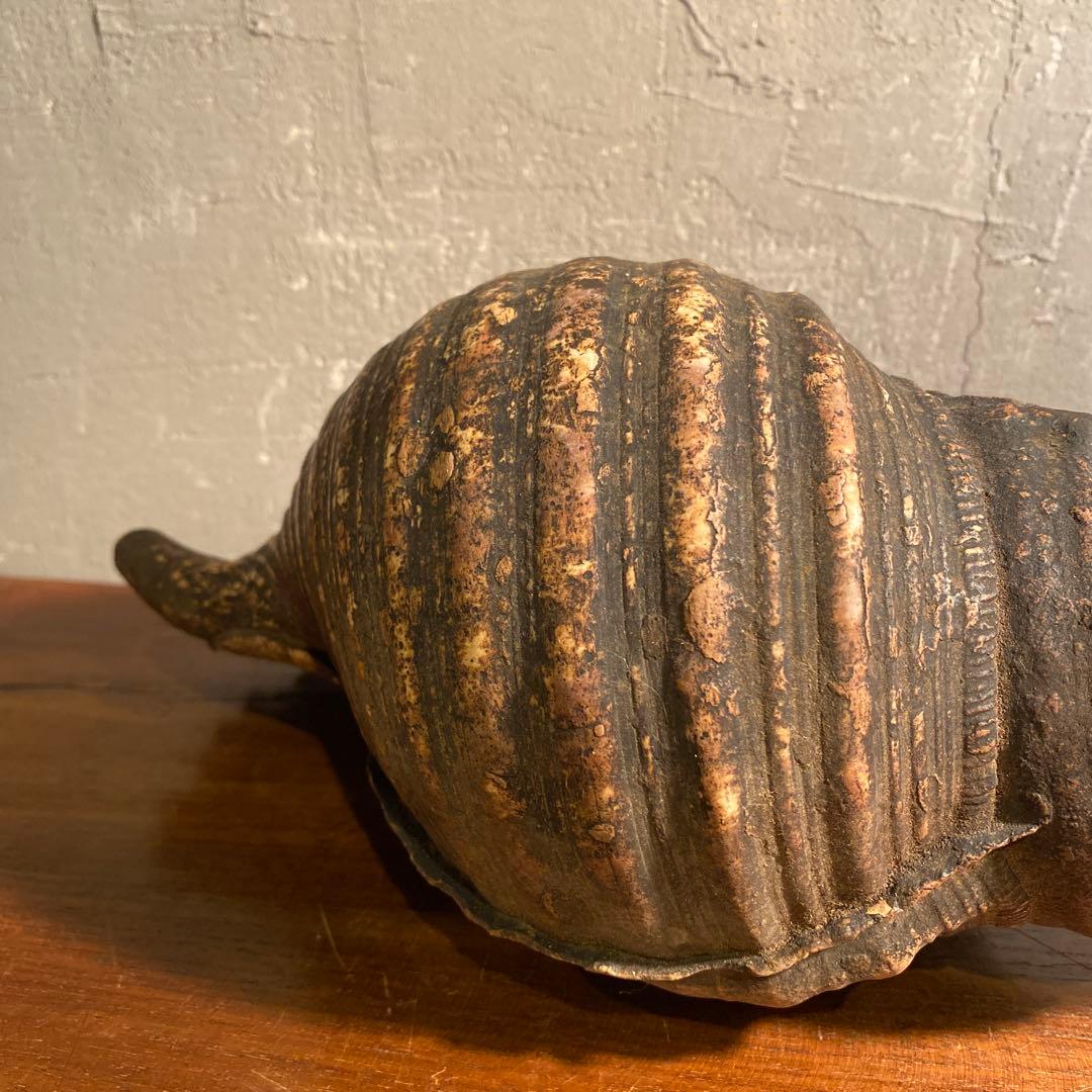 時代物 法螺貝笛 骨董品 明治 アンティーク 35cm 783g 山伏 仏教美術