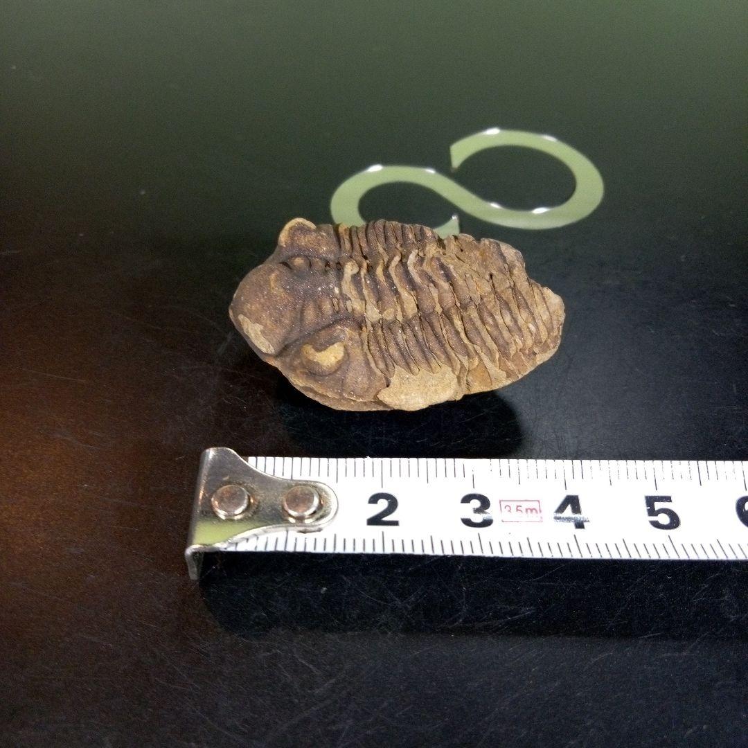 三葉虫　化石　fossil　ボリビア産　trilobite　ノジュール判別③