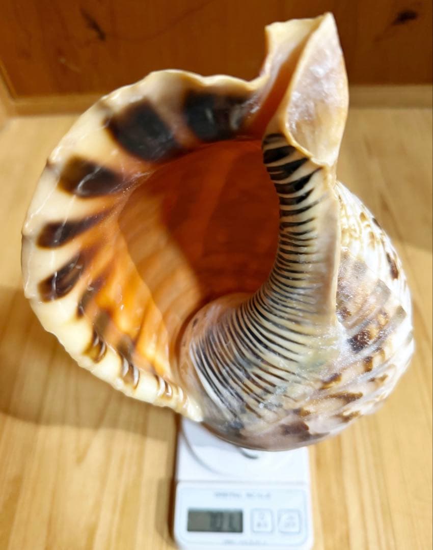 修験道法螺貝　山伏　密教　魔除け　熊よけ❣️ほら貝　ホラガイ