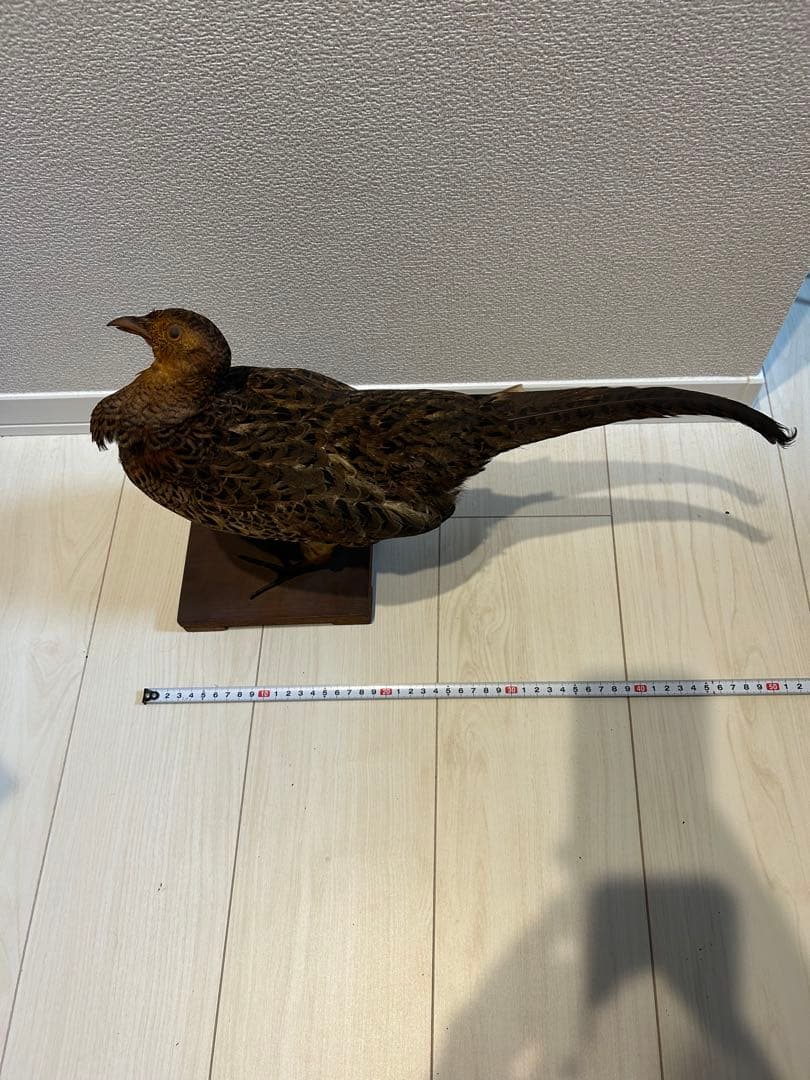 キジ剥製