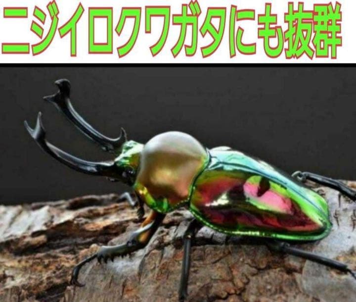 極上！ヒマラヤひらたけ菌糸ブロック【7個】初菌のみ使用！国産オオクワ85ミリ実績