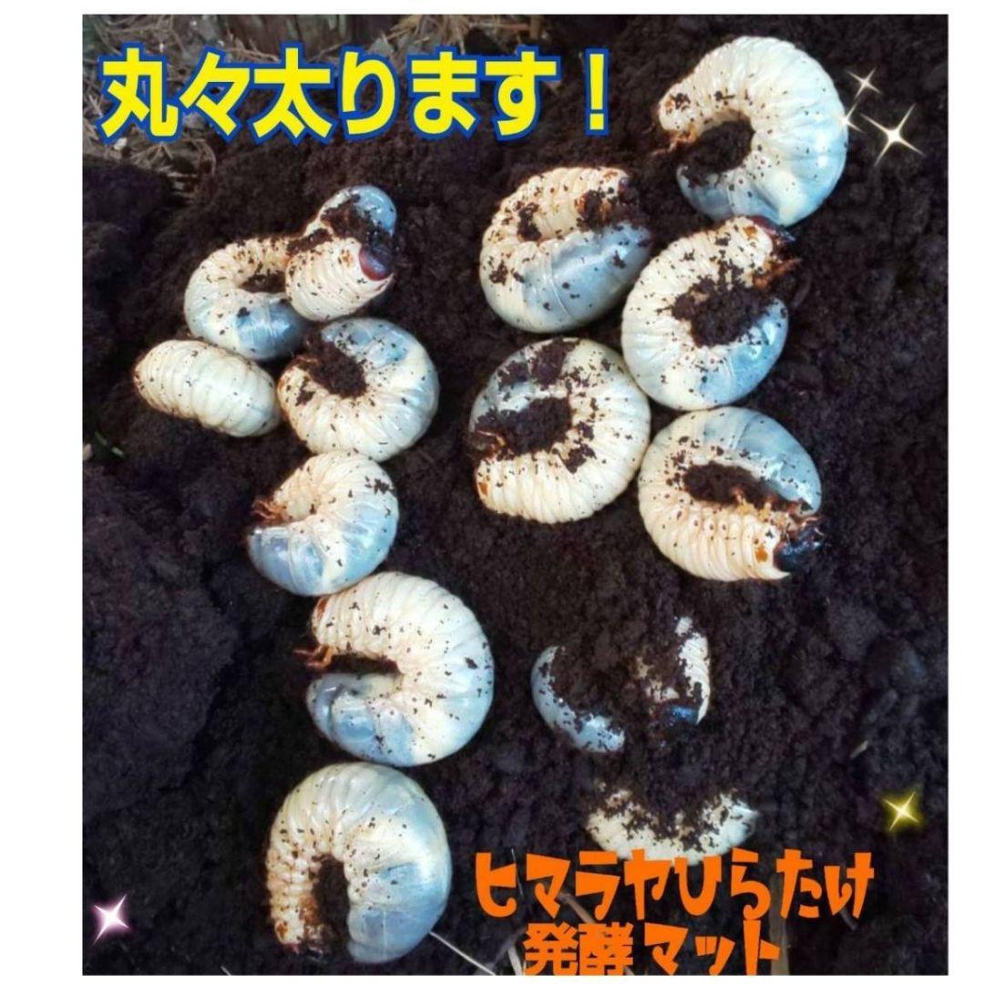 カブトムシ幼虫の餌、産卵にはコレです！改良版！発酵マット50L☆大きくなります！